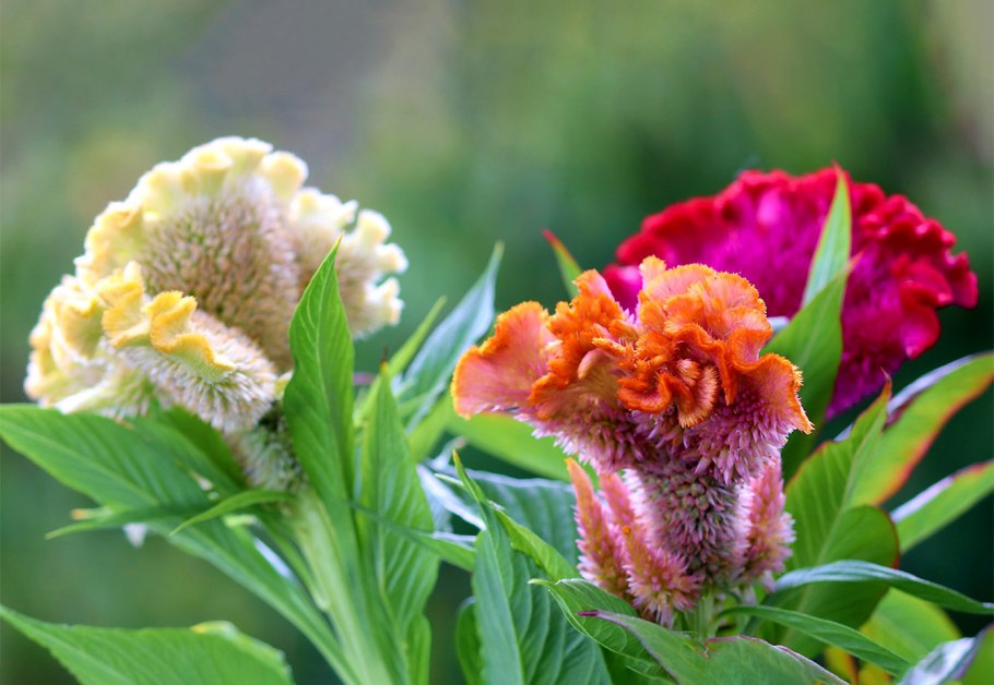 Целозия гребенчатая петушиный гребешок