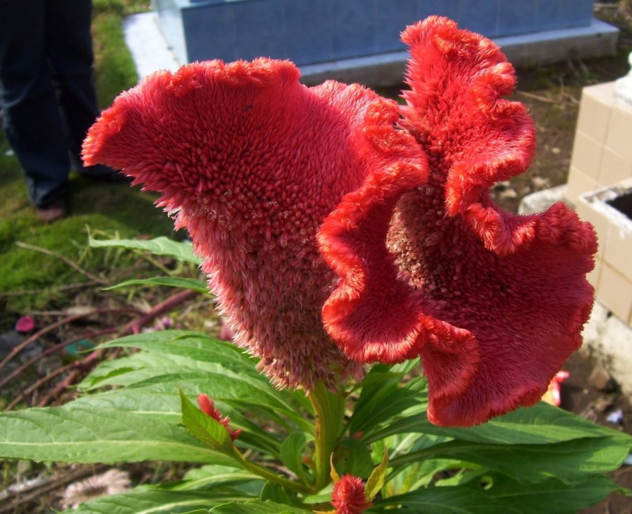 Целозия бургунди