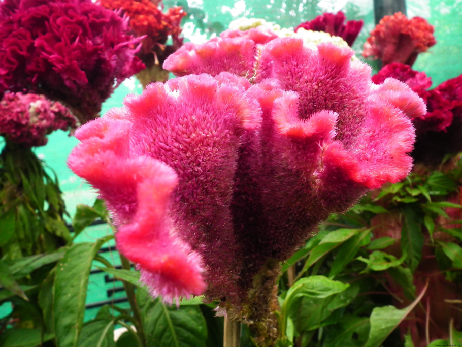 Целозия петушиный гребешок