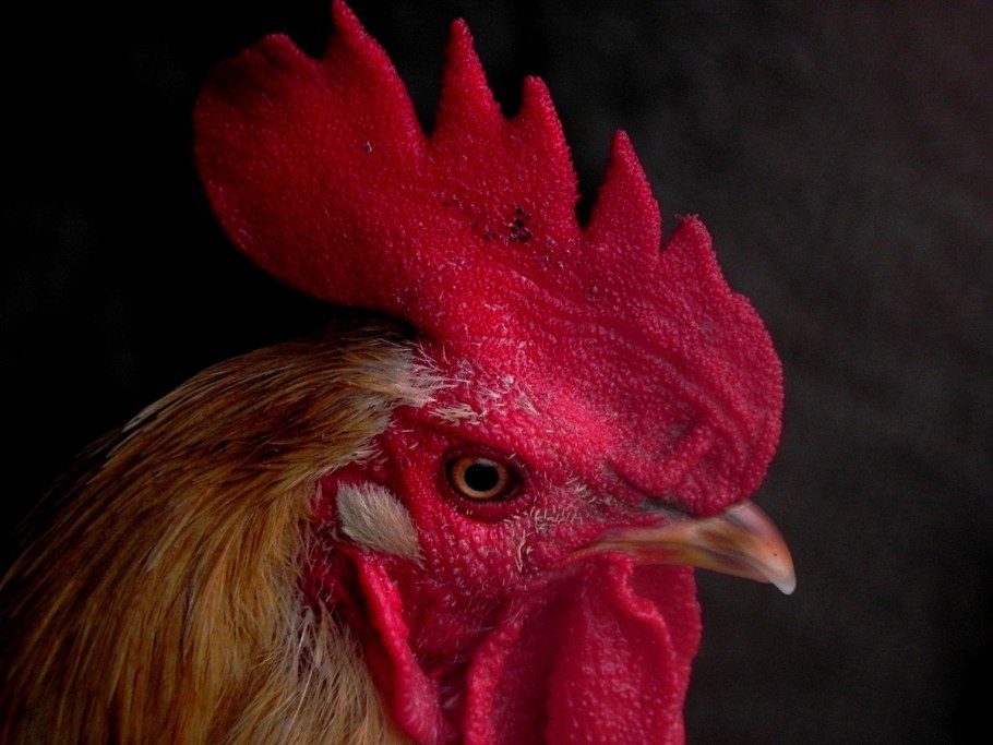 Целозия колосистая Фламинго