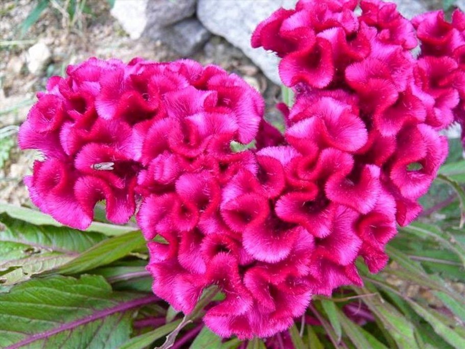 Целозия гребенчатая