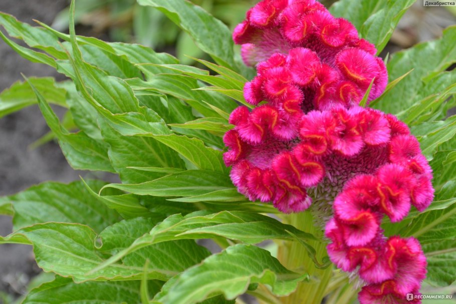 Целозия гребенчатая