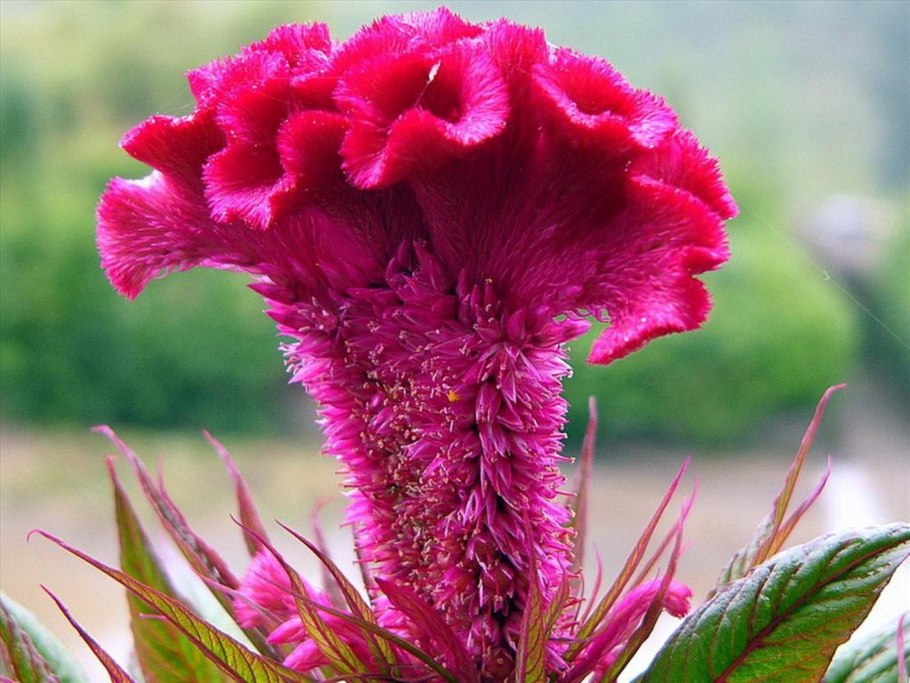 Целозия Аргентея Кристата