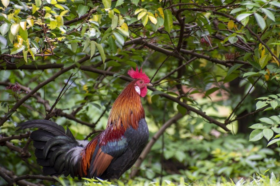 Цветы целозия гребенчатая