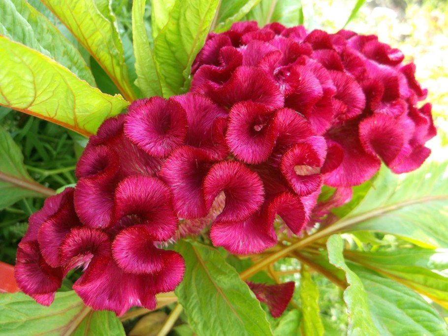 Орхидея петушок цветок