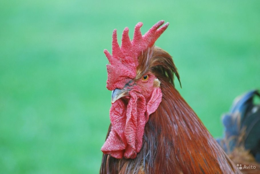 Целозия гребенчатая петушиный гребешок