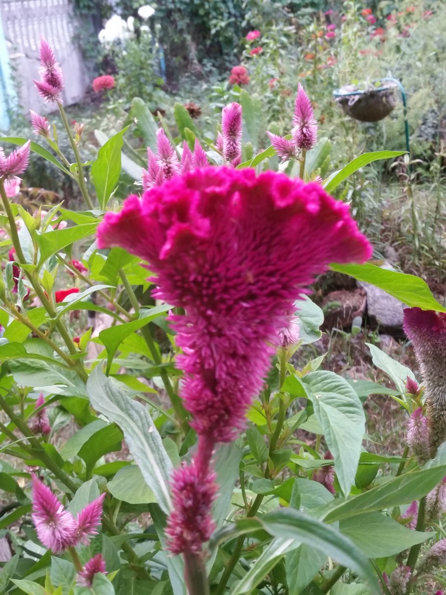 Целозия малиновая