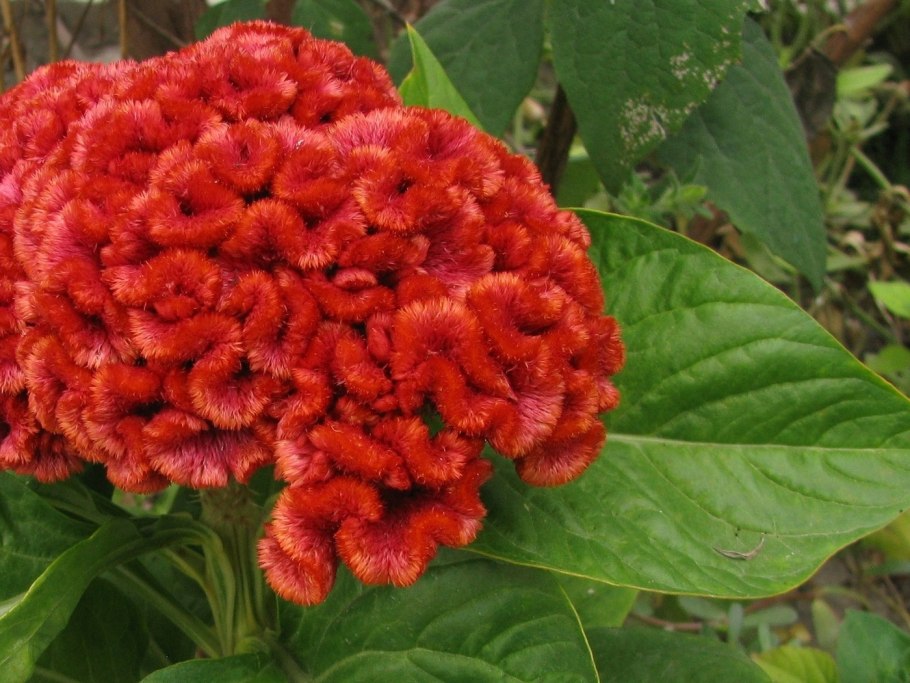 Цветы петушки гребешки целозия