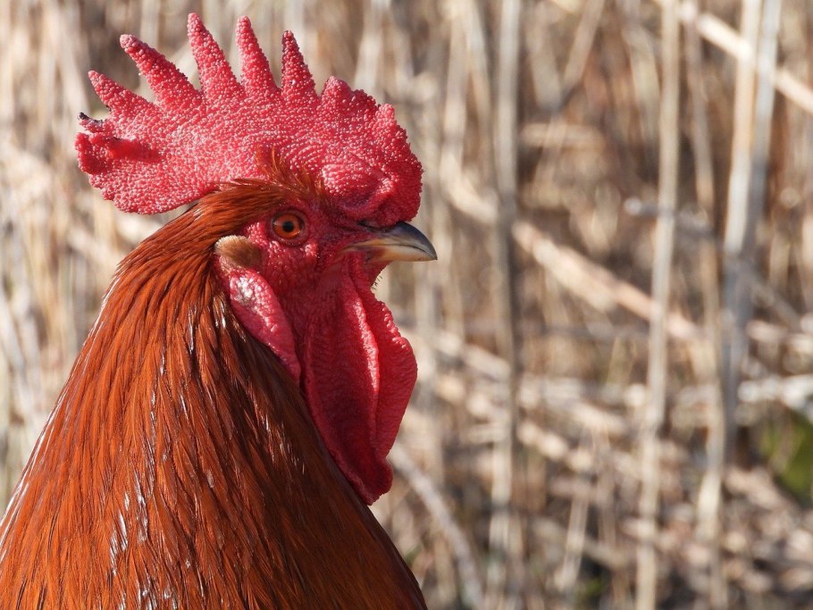 Целозия метельчатая