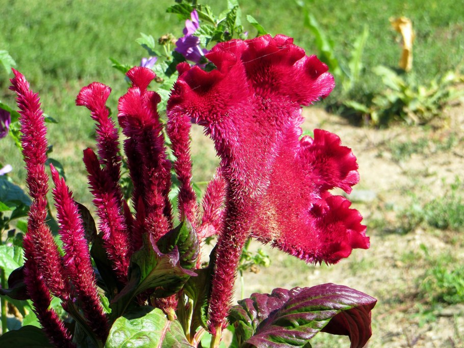 Цветы целозия