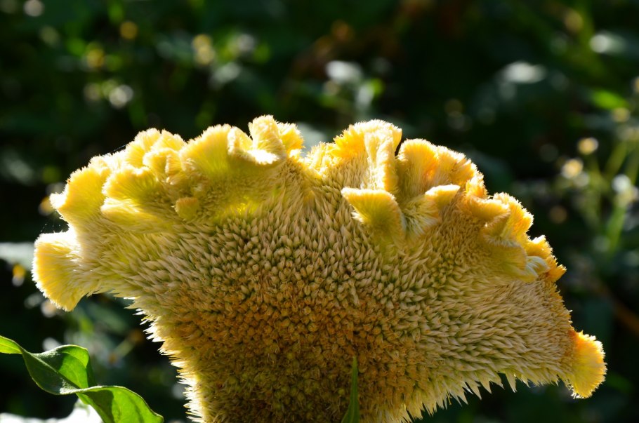 Петух с хохолком