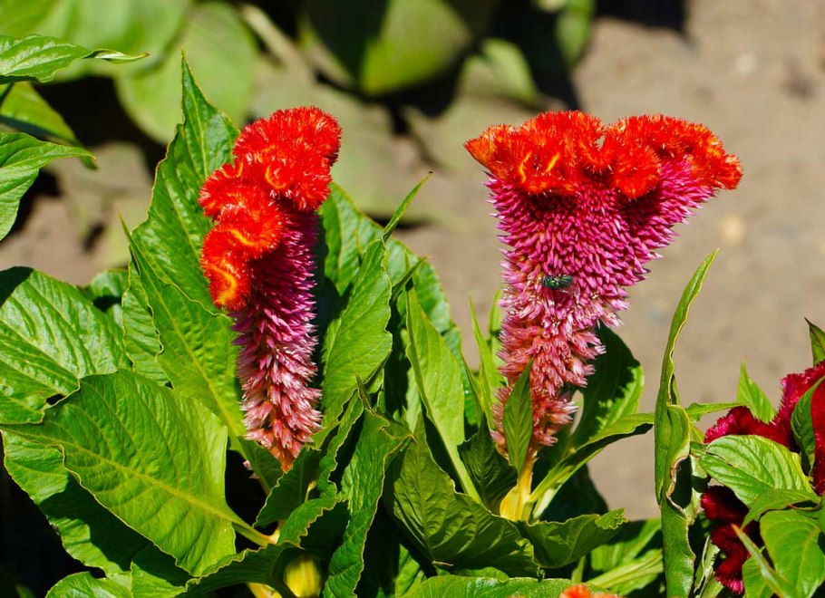 Целозия гребенчатая корона