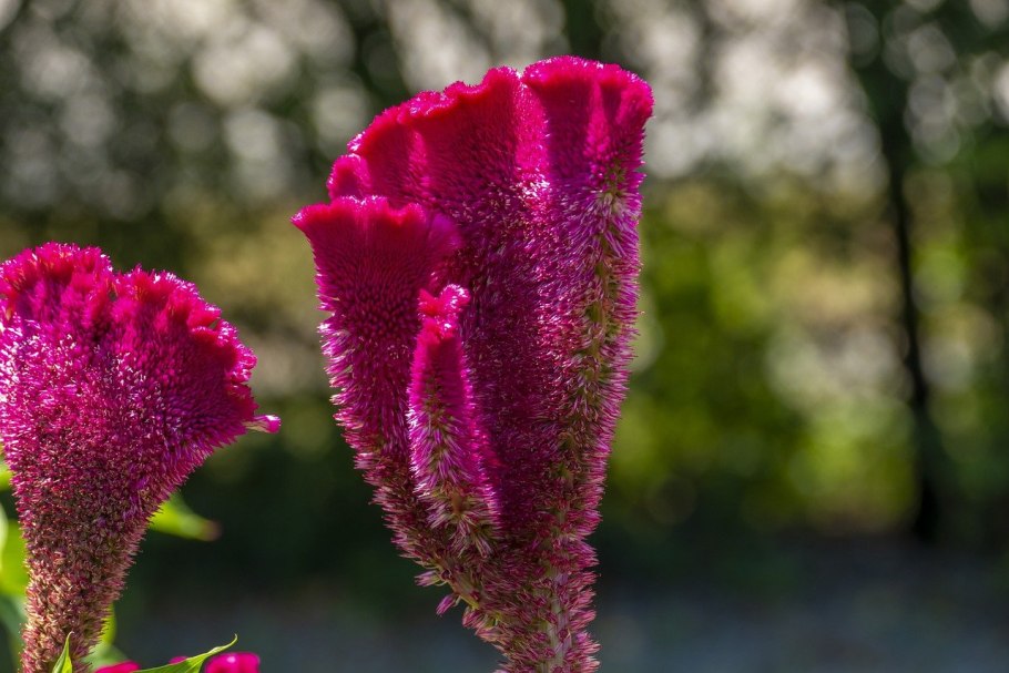 Целозия гребенчатая петушиный гребешок