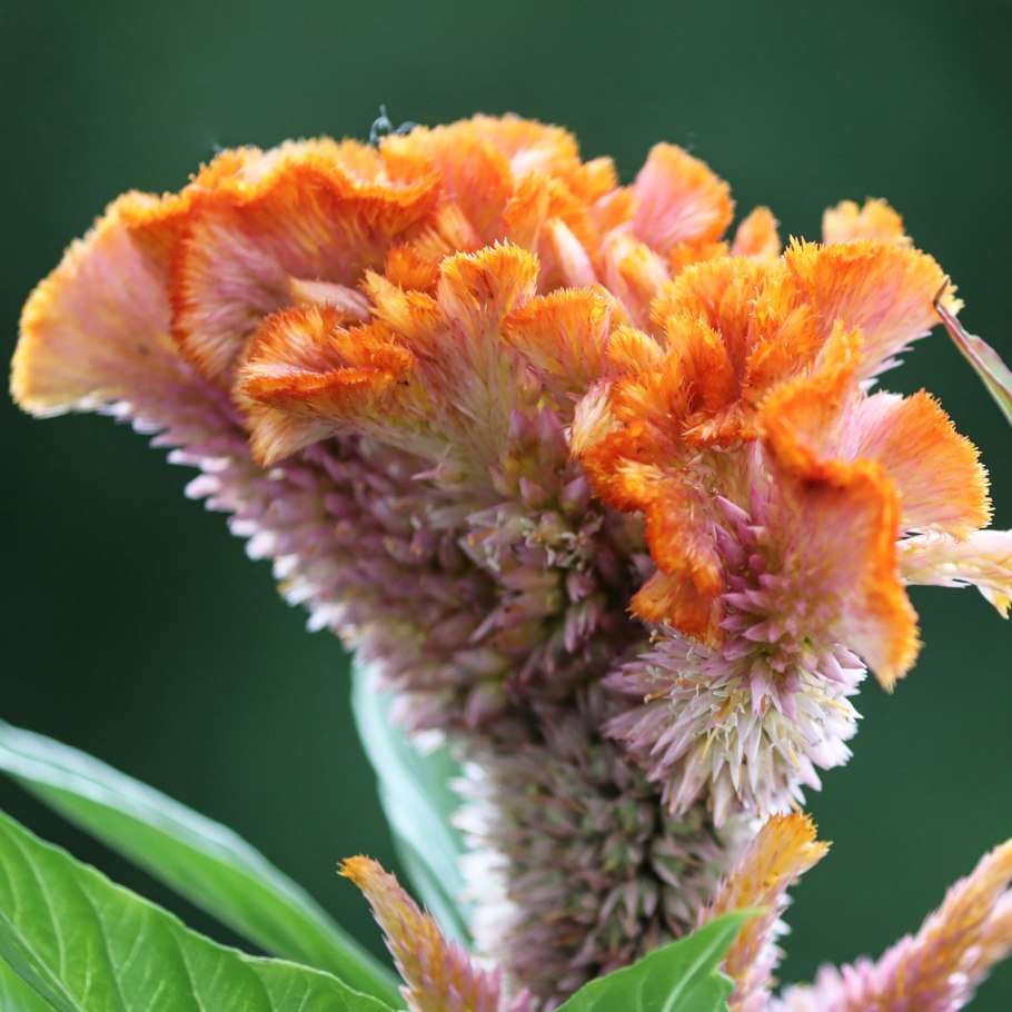 Цветок целозия петушиный гребешок