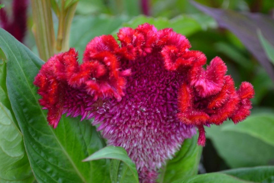 Целозия гребенчатая вишневый коралл