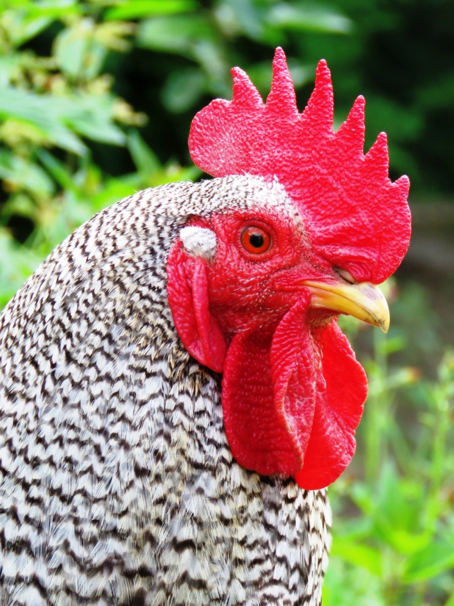 Петуший гребешок