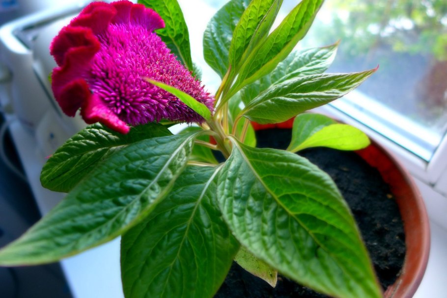 Цветы петушки гребешки