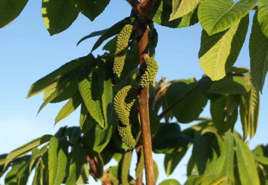 Айлантолистный орех дерево