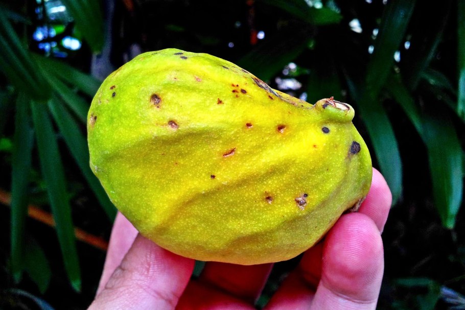 Африканская груша Дакриодес