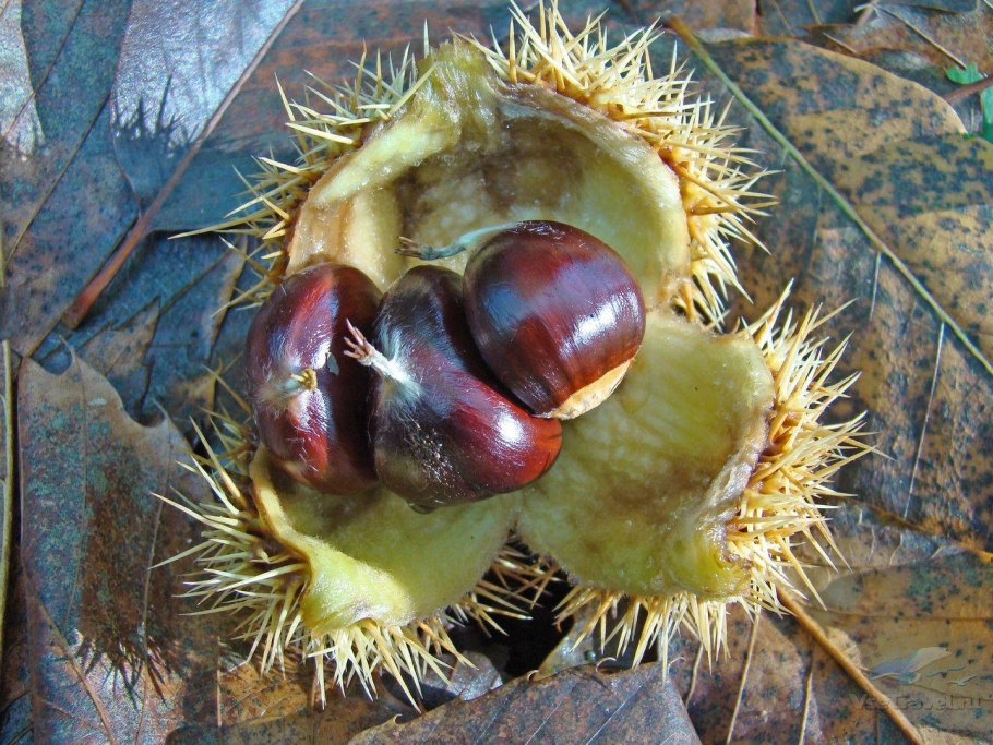 Castanea pumila