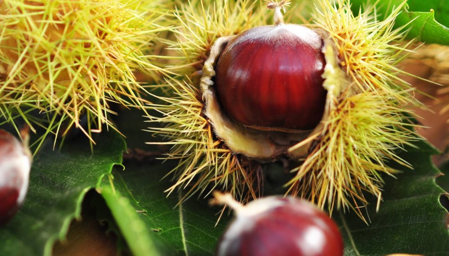 Конский каштан и съедобный каштан