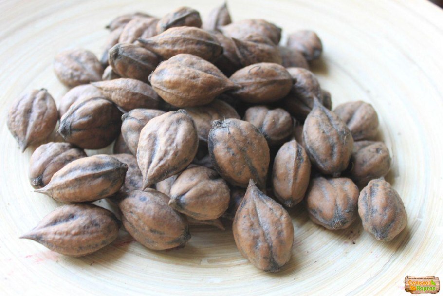 Орех Зибольда