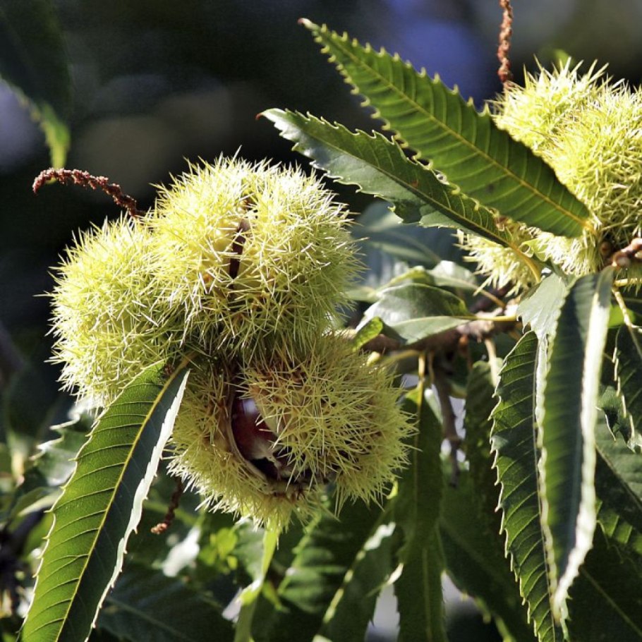 Каштан ореховое лукошко