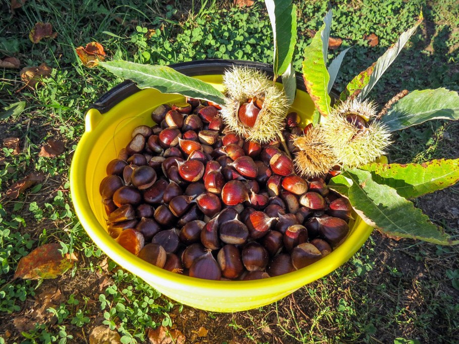 Каштан плод ШИПАСТЫЙ