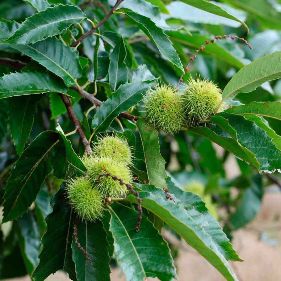 Каштан съедобный дерево