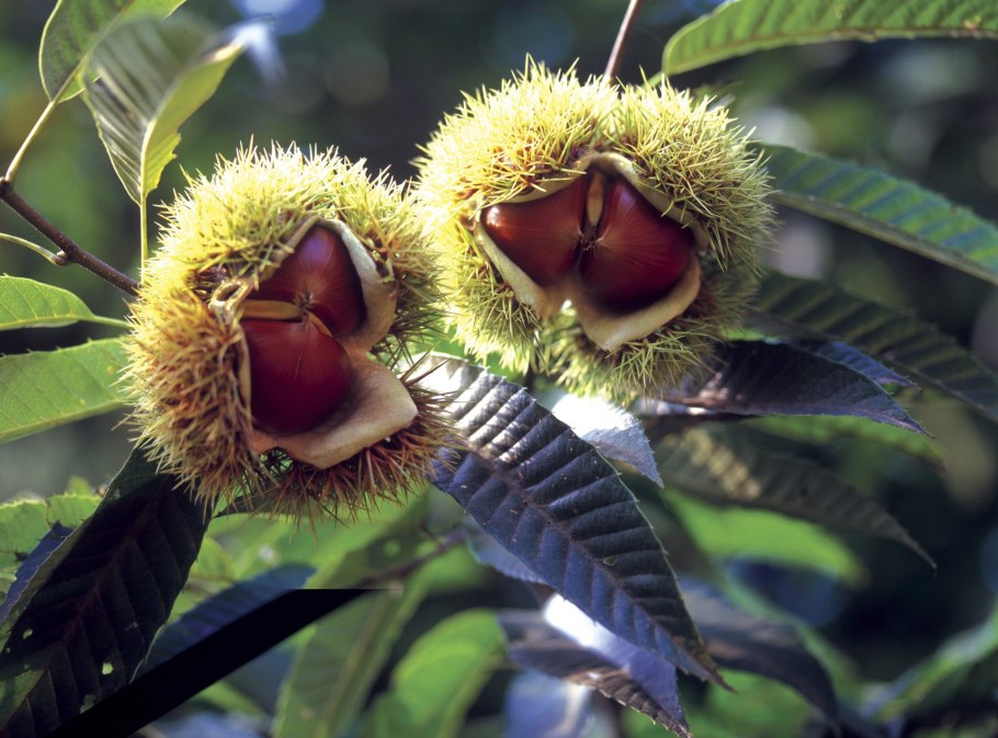 Каштан растение