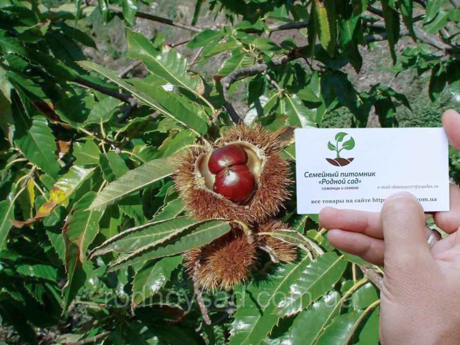 Где растут съедобные каштаны