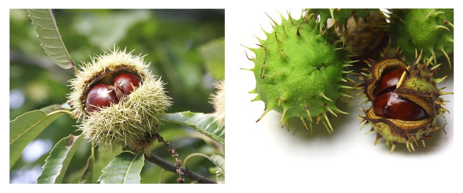 Миндаль Бодон