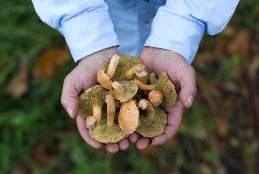 Орех сердцевидный (Juglans cordiformis Max.)