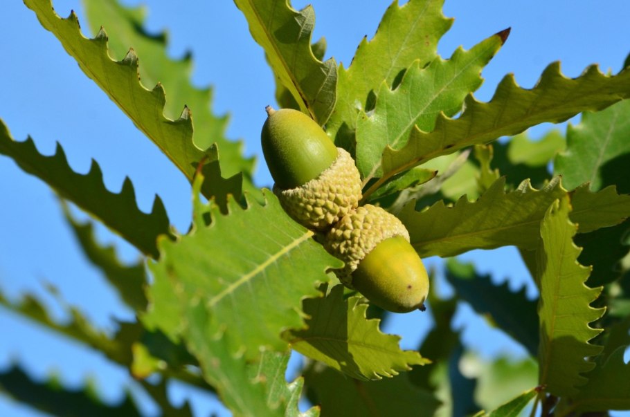 Quercus prinoides