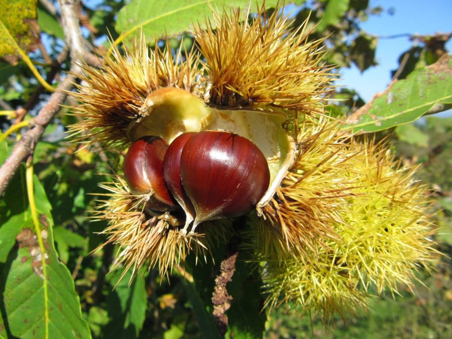 Каштан съедобный (посевной) сатива
