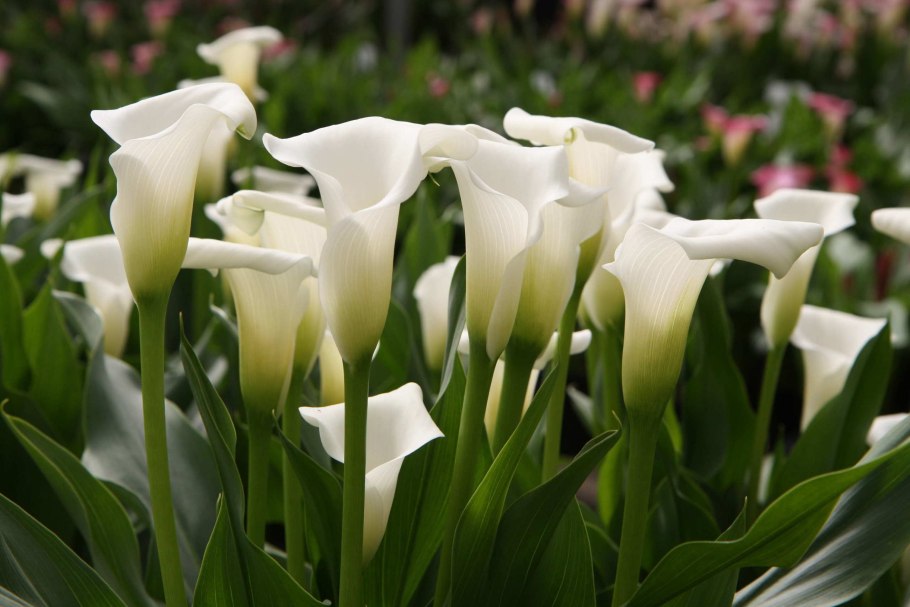 Калла эфиопская Зантедеския