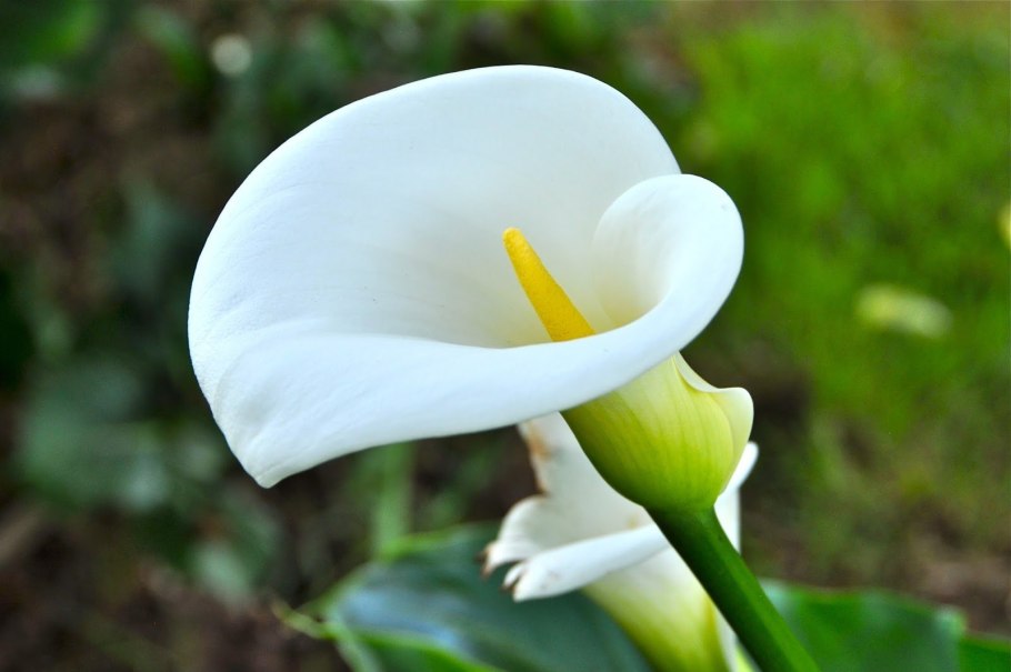 Calla Lily цветок