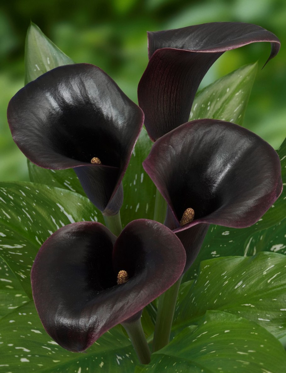 Калла Блэк Форест