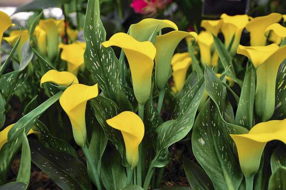 Калла эфиопская Зантедеския