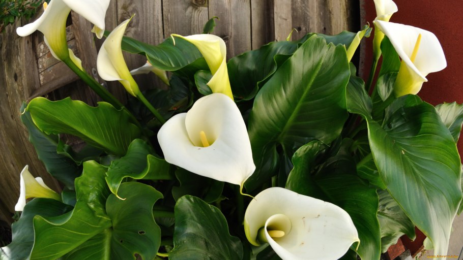 Белокрыльник (Калла)