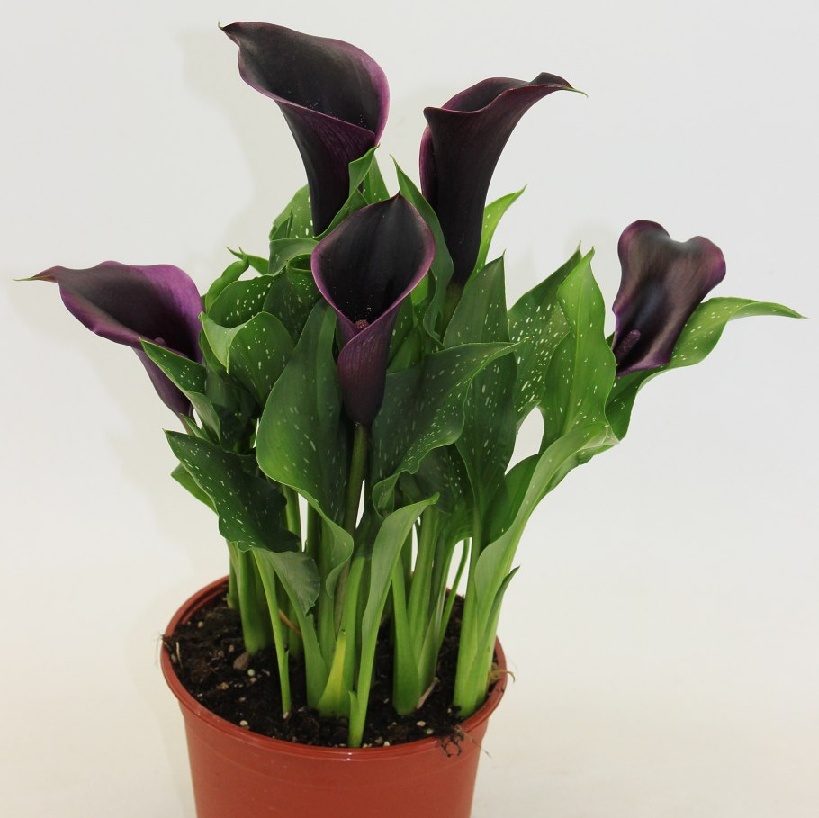 Калла Пикассо