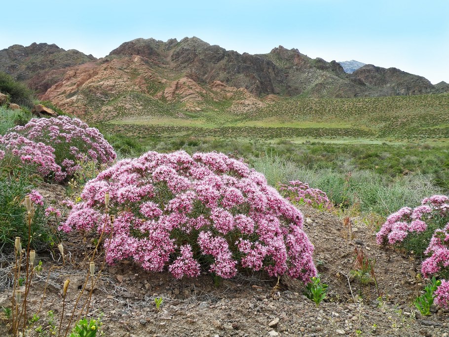 Acanthophyllum pungens