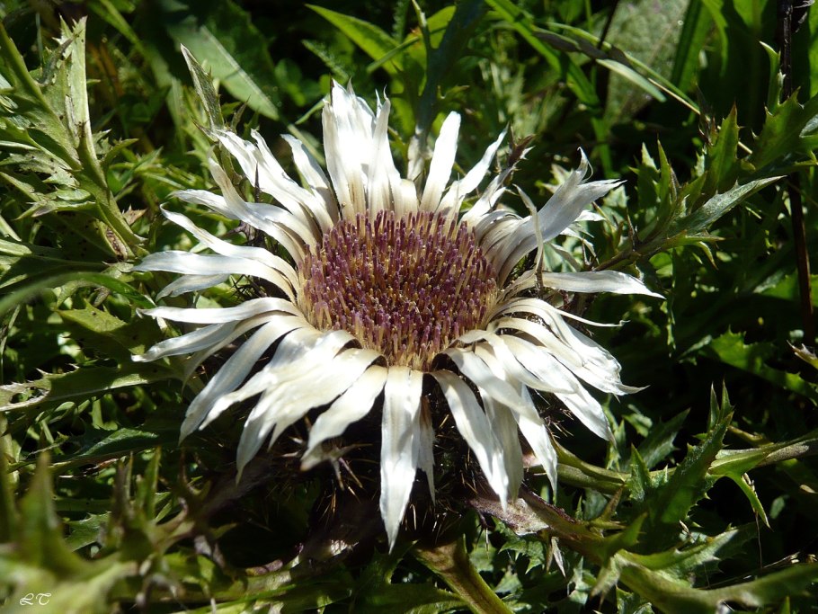 Carlina acaulis Колючник бесстебельный