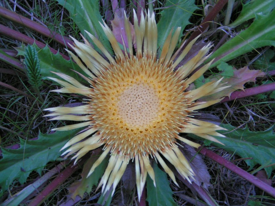 Колючелистник жёлтый