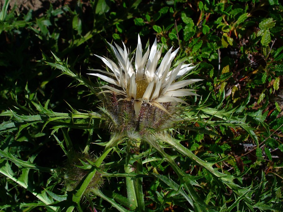 Карлина (Колючник бесстебельный)