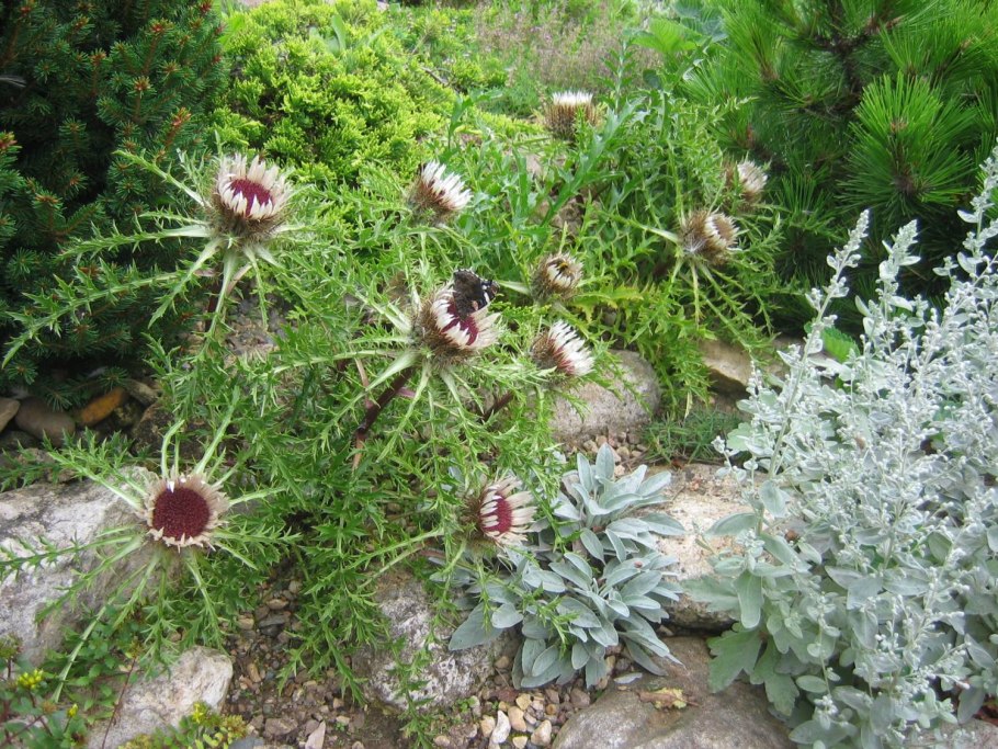 Колючник бесстебельный