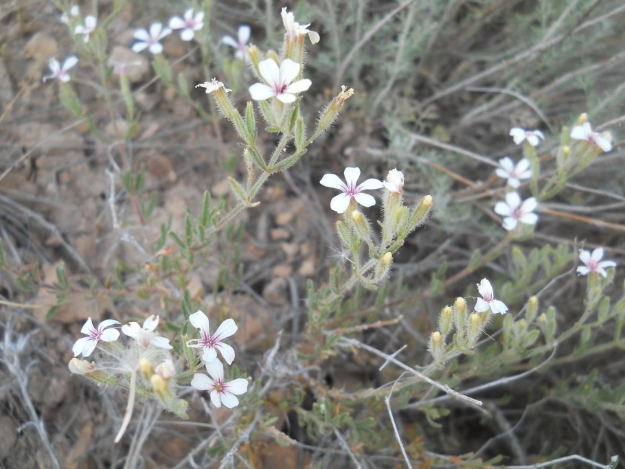 Carlina acaulis цветок