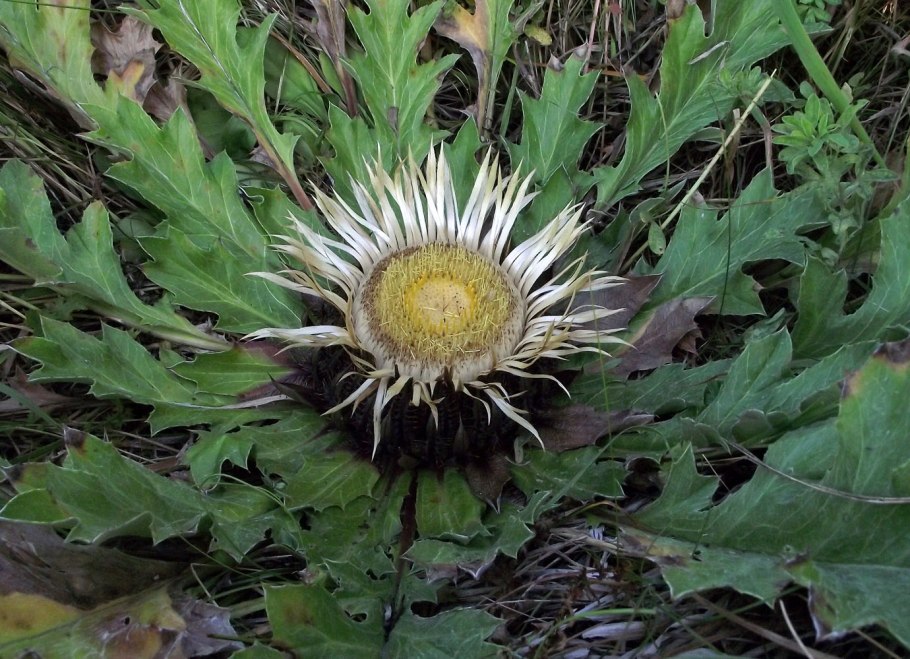 Carlina biebersteinii
