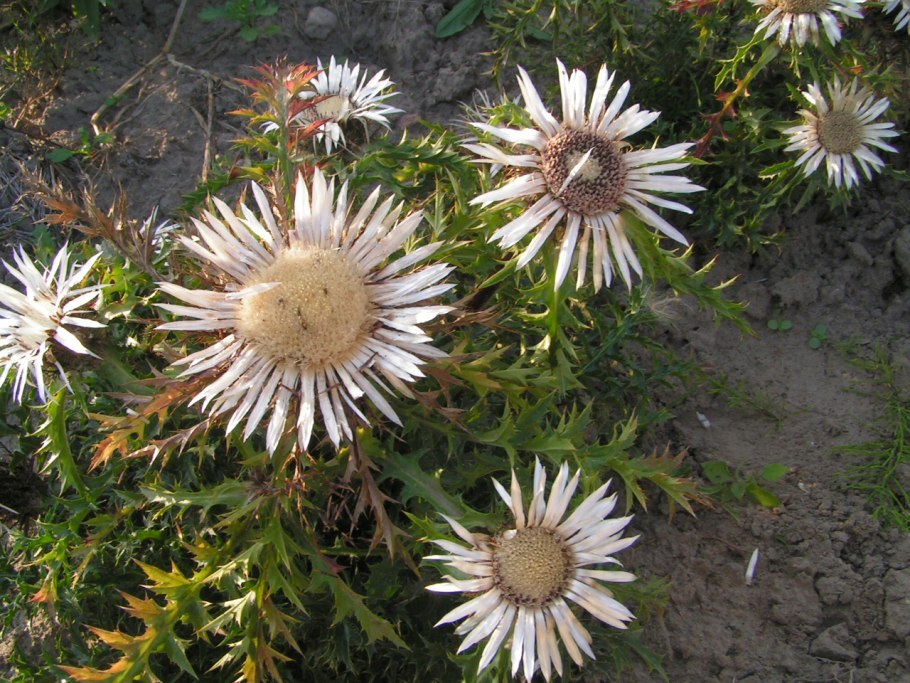 Колючник бесстебельный