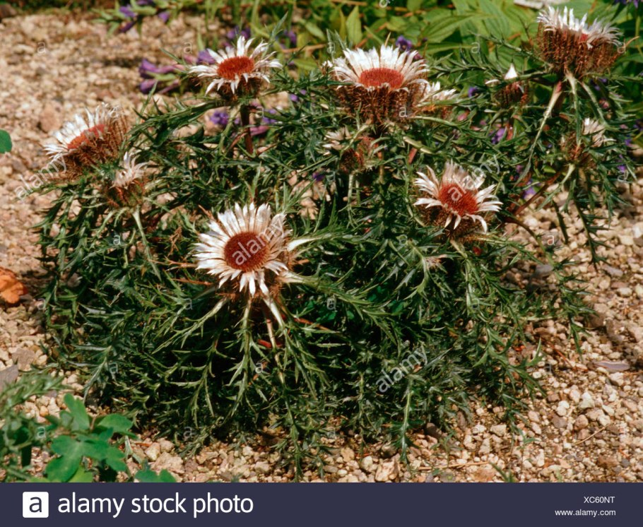 Азалия Вересковая